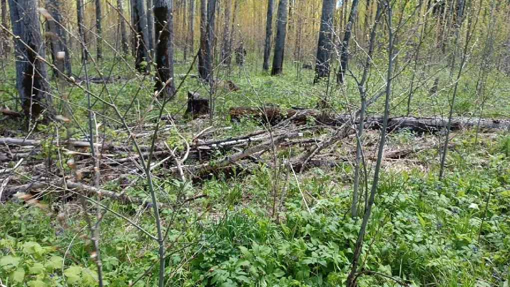 В Томской области выявили незаконную рубку деревьев