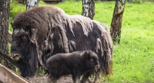 Черный аист вернулся в природу благодаря иркутскому зоопарку